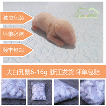 Frozen big white rat independently packed snake grain powder skin cream fed Eagle turtle horned frog feed reptile pet
