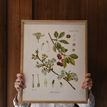 CoolerColour retro botanical map Cherry Blossom Fruit Nordic Medieval Décor Painting Posters