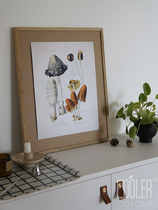 CoolerColour retro botanical picture Mushroom Medieval Nordic Decoration Painting Poster