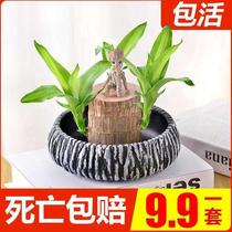 Brazilian Wood water culture lucky wood belt Bud Four Seasons lazy man Office indoor desktop small potted hydroponic indoor green plant