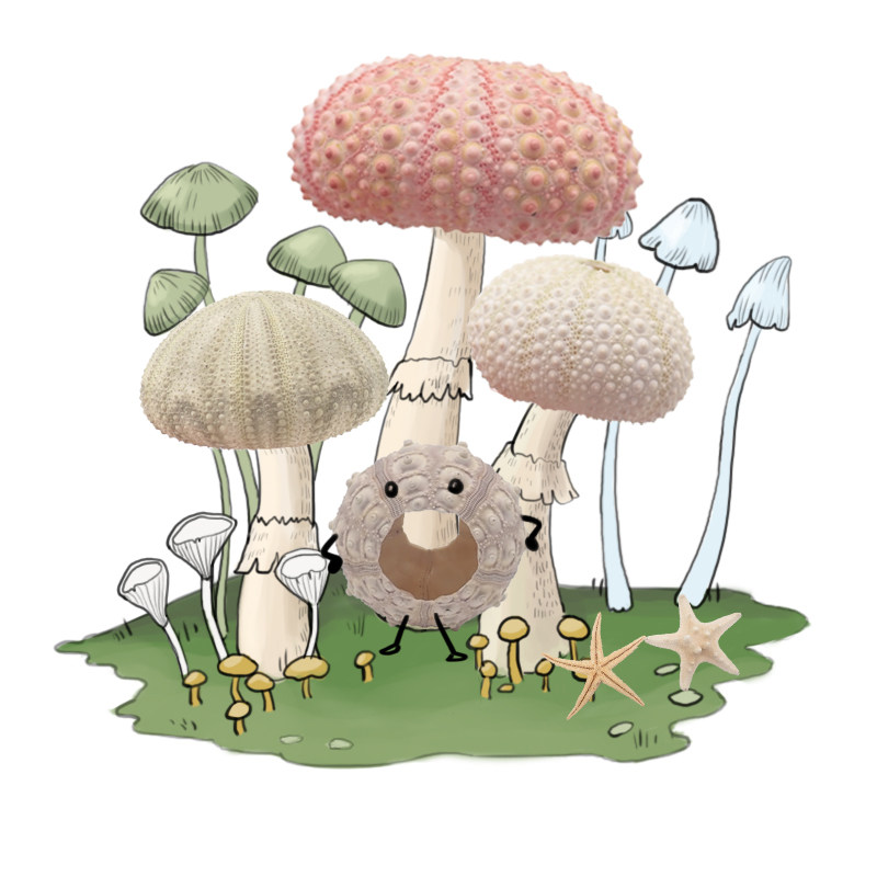 Sea urchin starfish hermit crab calcium supplement molting required artifact landscaping decoration super cute fresh and cute climbing pet landscaping box