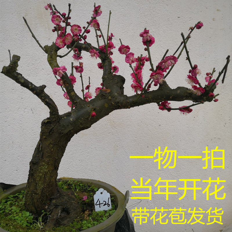 骨里红梅花树老桩盆景真实测评｜为什么说它是最值得收藏的庭院红梅？25