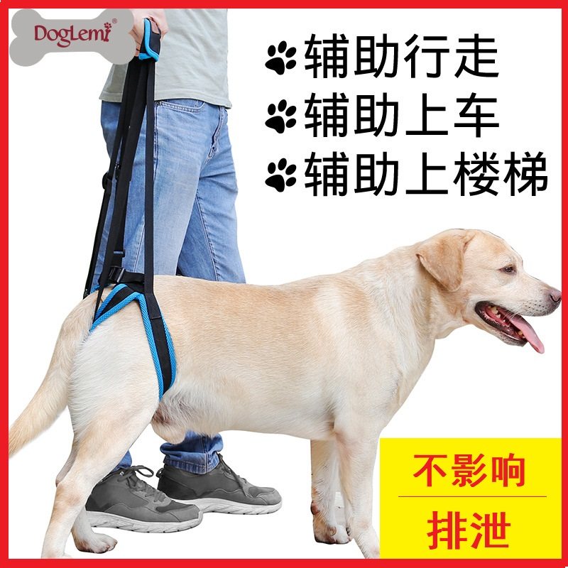 Pet hind leg bracket leg physical and mental disability, weakness, injury