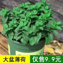Mosquito repellent grass potted mosquito repellent plant indoor mosquito repellent grass indoor mint potted vanilla indoor mosquito repellent plant
