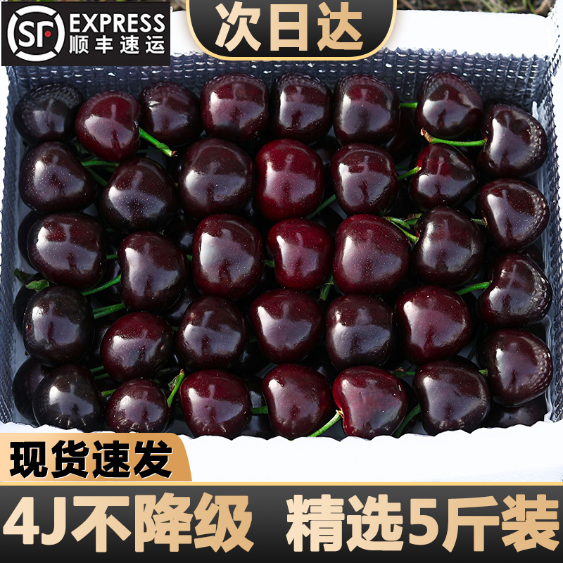 现摘现发美早樱桃5斤车厘子新鲜水果大连大樱桃整箱顺丰包邮当季j