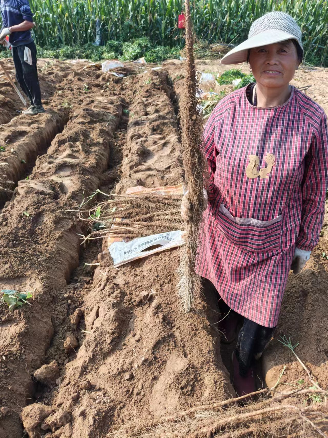 Henan Jiao Zuowen County's traditional planting of iron sticks Chinese yam special to produce fresh clay with Chinese yam-Taobao