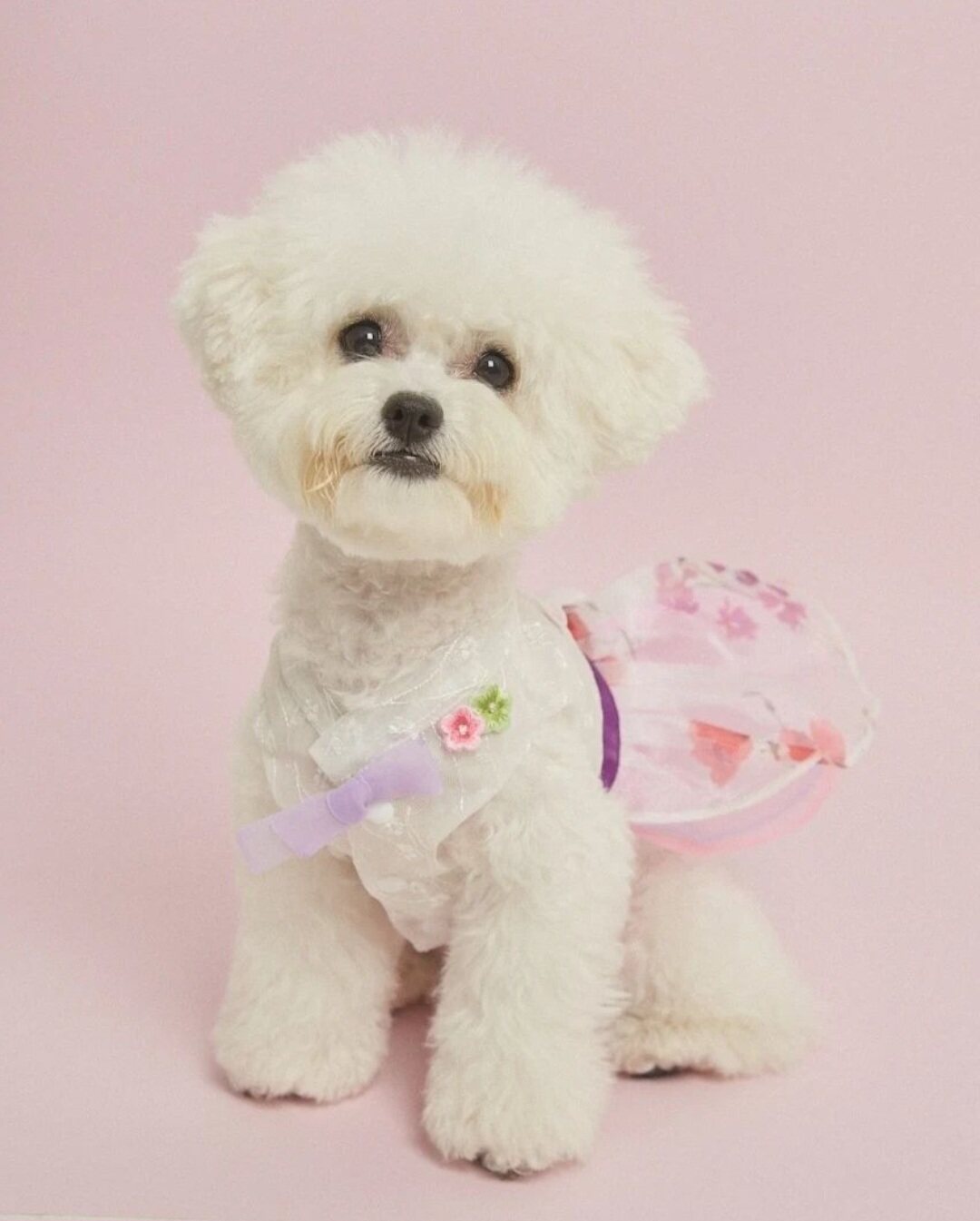 Boimi Korean clothes North Korean traditional dress Pet Han clothes kan shoulder lace blouses blouses dress-Taobao