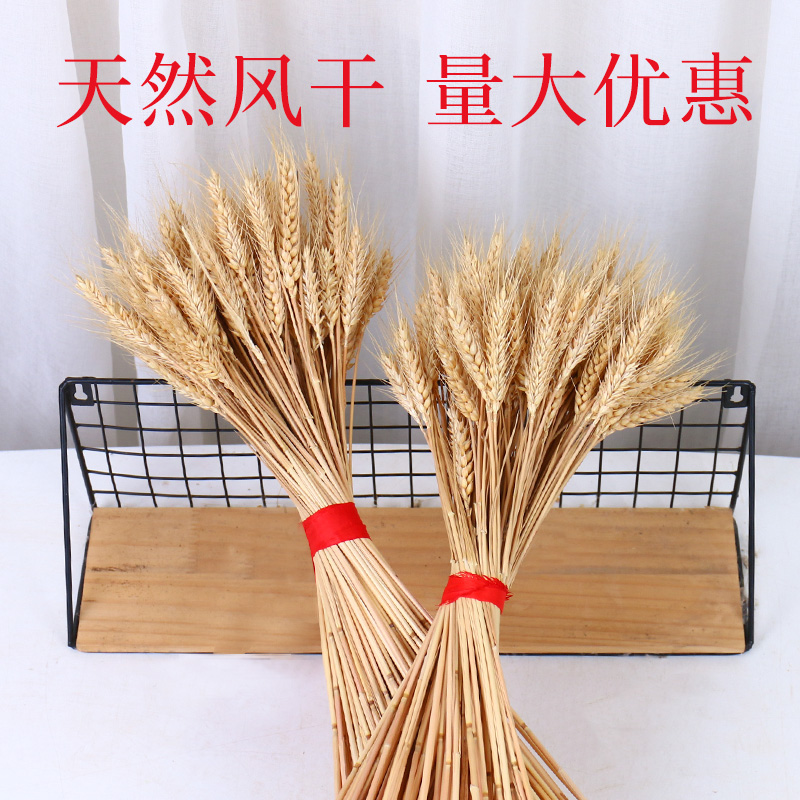 Dried flower wheat rice ear Natural wheat ear Real wheat Barley grain window leisure farm decoration shooting props