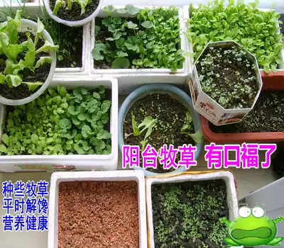 Timothy alfalfa ryegrass sweet sweet sweet elephant Royal bamboo grass mint seedling seeds