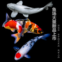 Brocade Carp Large Ornamental Fish Fresh Water Cold Water Fish Trick Fish feng shui fish Good for living goldfish living　