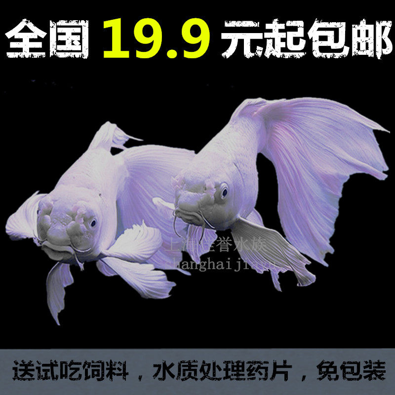 Taiwan Butterfly Carp Watch Fish Butterfly Dragon Carp Pure Species Dragon Brocade Fish Live Trick Fish Butterfly Fish Live