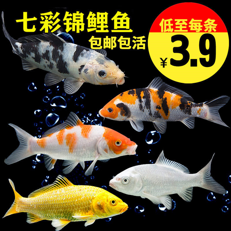 Brocade Carp Pure Breeder Live Fish Large Positive Three Color Freshwater Tropical Fish Large Cold Water Good To Raise Money Fish Goldfish Ornamental Fish