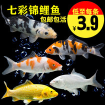 Brocade Carp Pure Breeder Live Fish Large Positive Three Color Freshwater Tropical Fish Large Cold Water Good To Raise Money Fish Goldfish Ornamental Fish
