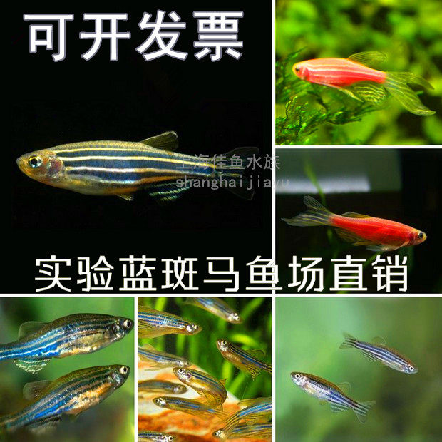 Experimental scientific research with blue zebra fish small red spotted horse embryonic fish eggs experimental type AB TU polenta blue zebra fish