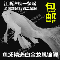White Gold Dragon Pinegin Carp Cold Water Fish Ornamental Fish Hire fish Feng Shui Fish White Gold Dancer Dragon Anchovies Carp Live Fish