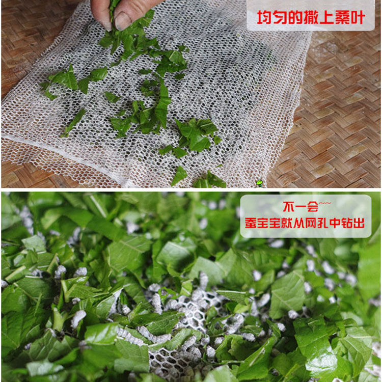 🎨 养蚕神器,10件套轻松搞定 🐛-蚕宝宝-淘宝好物网
