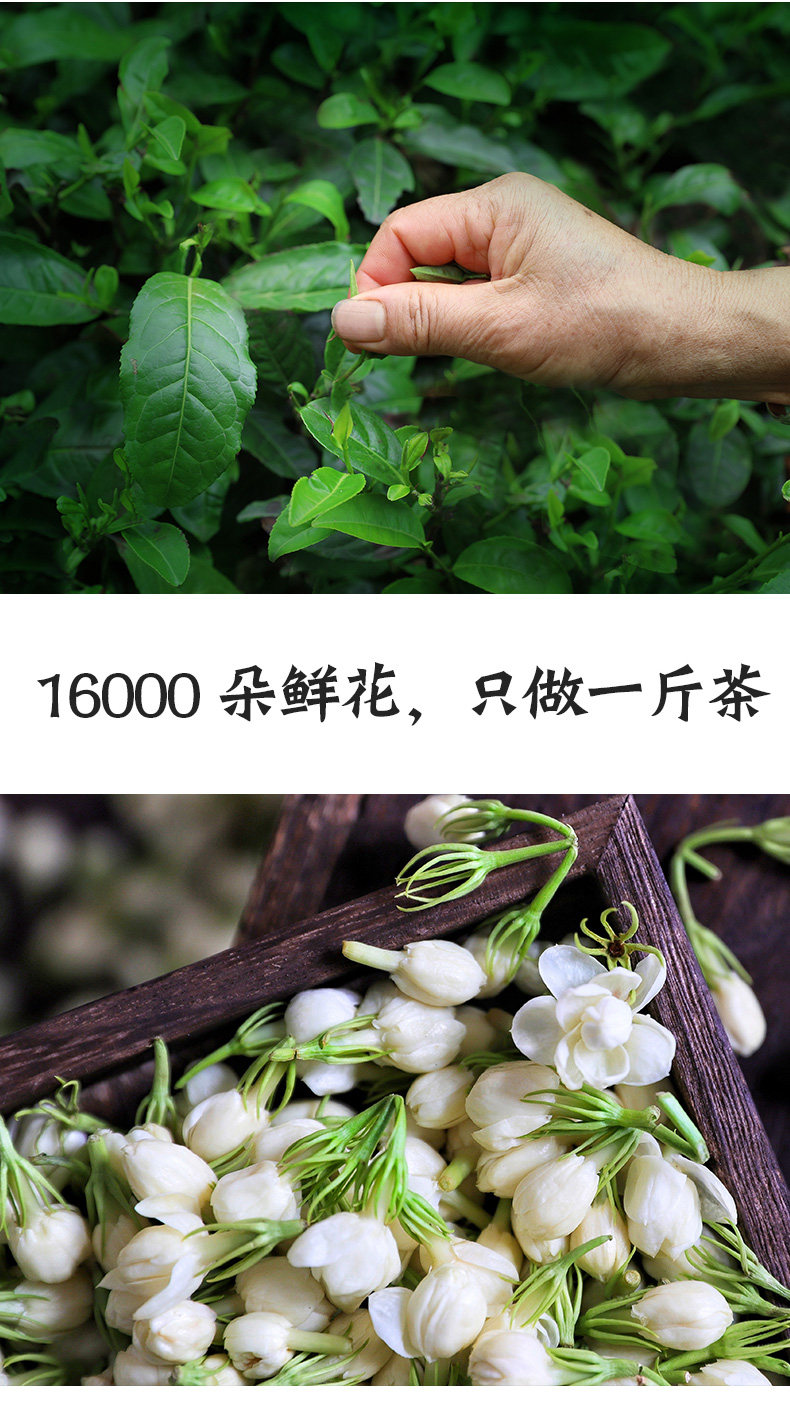 文君牌 浓香型茉莉花茶 125g 图2