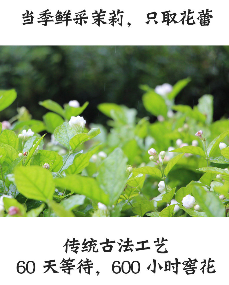 文君牌 浓香型茉莉花茶 125g 图3