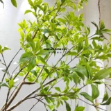 Высокий моделирование лошадь лошадь пьяное деревянное пейзаж ландшафтный ландшафтный ландшафт