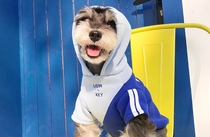 Pet Dog Cat Clothes Fou Spring Autumn Winter Dress Bago Teddy Bibear Snownery Mini Dog Clothing