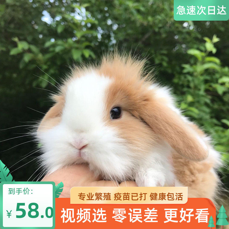 Little rabbit live animal lop-eared rabbit live pet rabbit dwarf rabbit mini living thing not big small Dutch rabbit