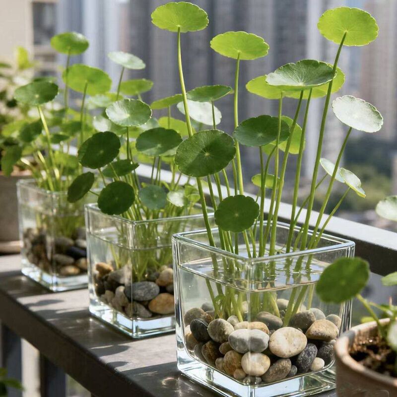 Copper Coin Grass Hydroponic Vase Transparent Glass Water-Cultured Flower Pot Copper Coin Grass Hydroponic Container Square Design Decorative Ornament Copper Coin Grass Hydroponic Vase Transparent Glass Water-Cultured Flower Pot Copper Coin Grass Hydroponic Container Square Design Decorative Ornament