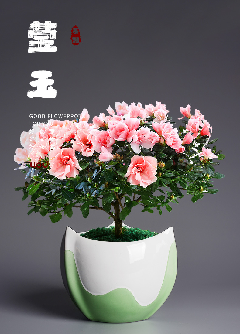 Ceramic flower pot large home potted orchids butterfly orchid interior azaleas creative money plant POTS