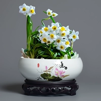 Нарцисс горшок керамика оптом прозрачный склад гидропонный медный медная медная медная специальная чаша лотос лотос горшок домохозяйство домашнее хозяйство.