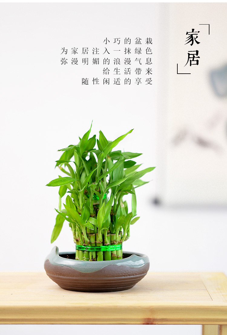 Refers to flower pot ceramic wholesale clearance nonporous hydroponic container grass cooper home extra large bowl lotus pond lily, fleshy