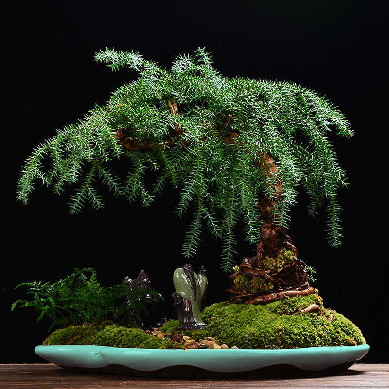 You盆景花盆陶瓷特大号室内阳台微景观椭圆形盆栽假山盆景盆