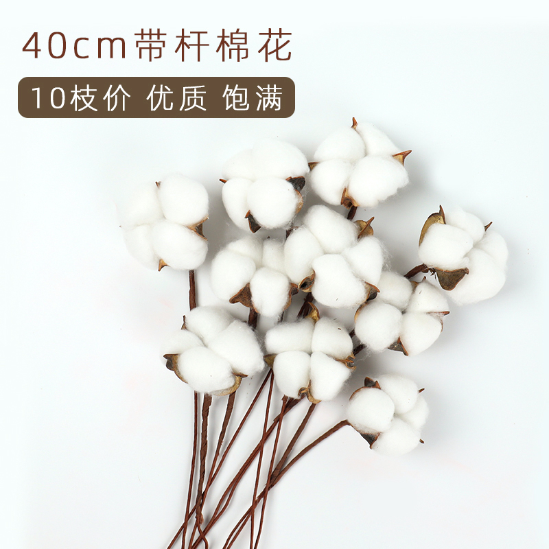 Natural cotton head dried flower real flower large size with iron screw rod 40cm Bouquet decoration material flower accessories