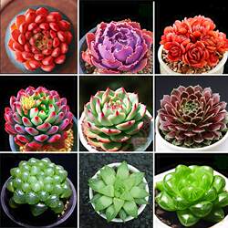 The succulent plant package includes a potted succulent combination indoor small potted high-quality jade dew large and easy-to-grow flowers and green plants