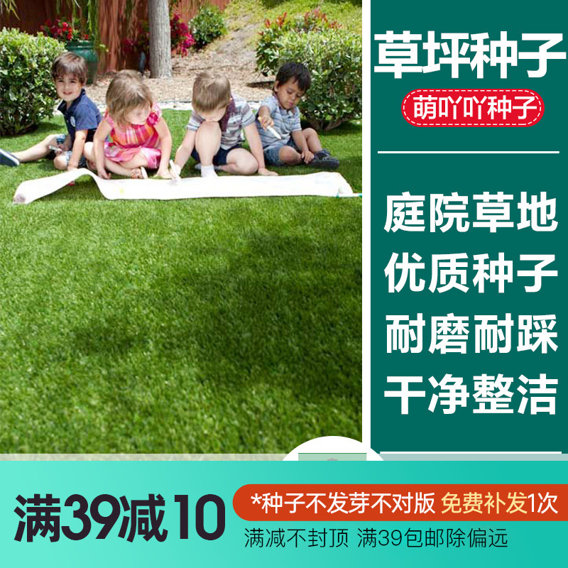 Meng Achay Lawn Grass Seed Yard Plant Black Wheat Grass Seed Protection Po Dog Tooth Root High Lamb Flowers Trifoliage Grass Spring