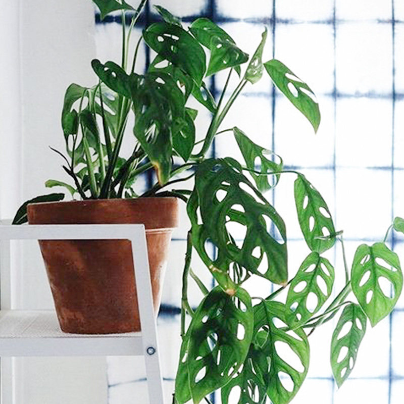 Nordic ins wind rainbow more turtle back taro pocket coconut Ji turtle back big leaf umbrella indoor green plant fairy cave turtle back taro