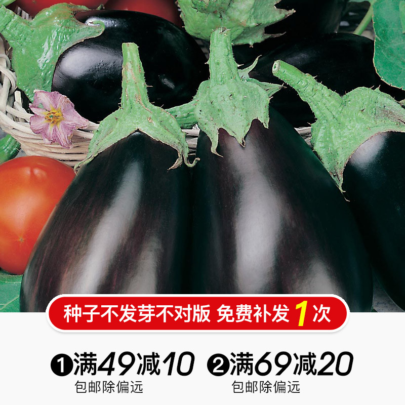 Hongyue balcony vegetable seeds Seeds Green eggplant black round eggplant eggplant black tower purple long eggplant eggplant seeds
