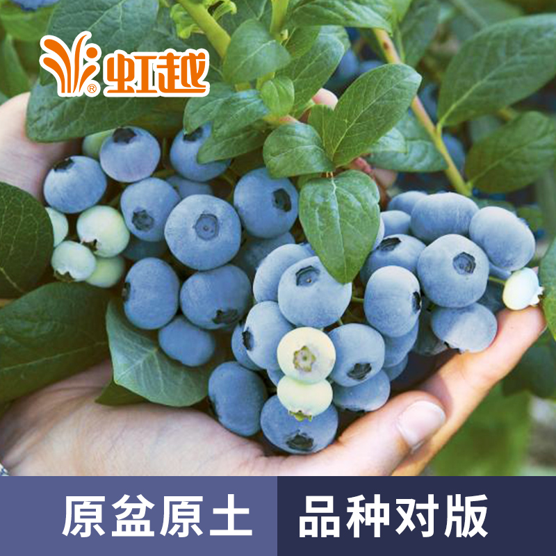 Hongyue blueberry tree potted fruit tree seedlings in the south and north planted outdoor live seedlings can be eaten four seasons balcony
