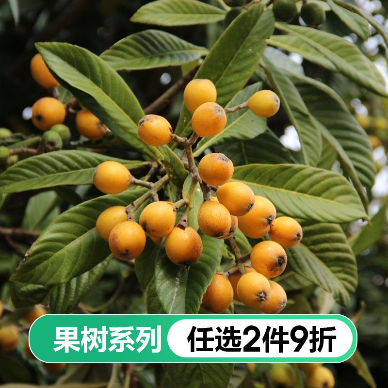 Loquat seedling tree Baisha loquat Dahongpao Hongyue courtyard fruit garden family fruit pot planted in southern Guangdong and Guangxi