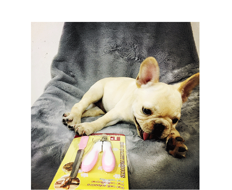 HPS pet nail kéo con chó kéo móng tay con chó nhỏ kìm mèo cắt móng tay cắt móng tay vẻ đẹp làm sạch nguồn cung cấp 	bộ lược chải lông chó
