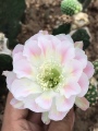 豫花园花卉种植基地的LOGO