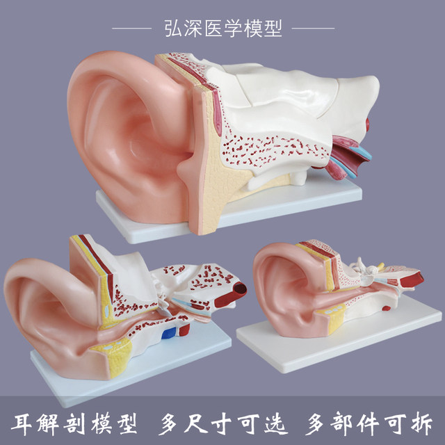 Multiple pieces of anatomical structure teaching model with amplified ear