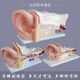 Multiple pieces of anatomical structure teaching model with amplified ear