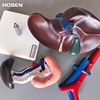 Liver, Pancreas, Duodenum Model, Liver, Gallbladder, Pancreas, Spleen, Human Abdominal Viscera, Digestive System, Internal Medicine Teaching, Medicine