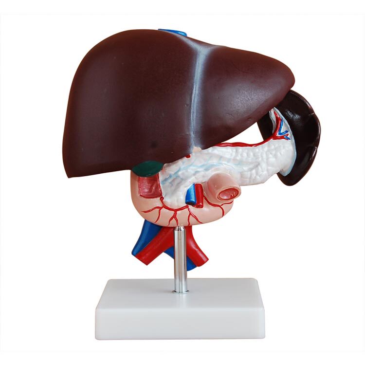 Liver, Pancreas, Duodenum Model, Liver, Gallbladder, Pancreas, Spleen, Human Abdominal Viscera, Digestive System, Internal Medicine Teaching, Medicine