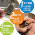 Sile schleich koala 14815 mô hình động vật hoang dã mô phỏng đồ chơi đồ chơi bằng nhựa tĩnh - Đồ chơi gia đình búp bê barbie búp bê barbie Đồ chơi gia đình