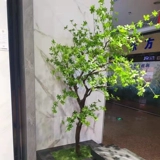 Моделирование японских висящих деревьев озеленение зеленые растения в крыло