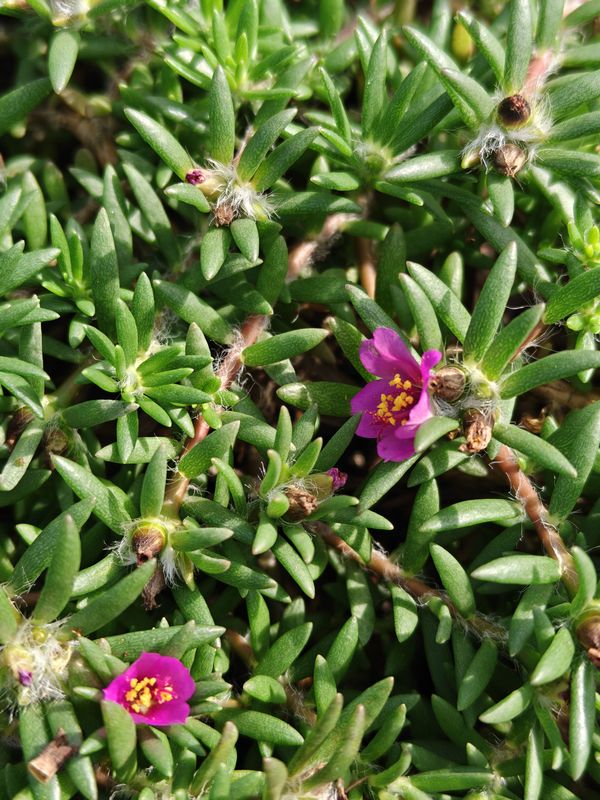 Wild Purslane, Sunflower, Five-Time Herb, Fresh-Picked