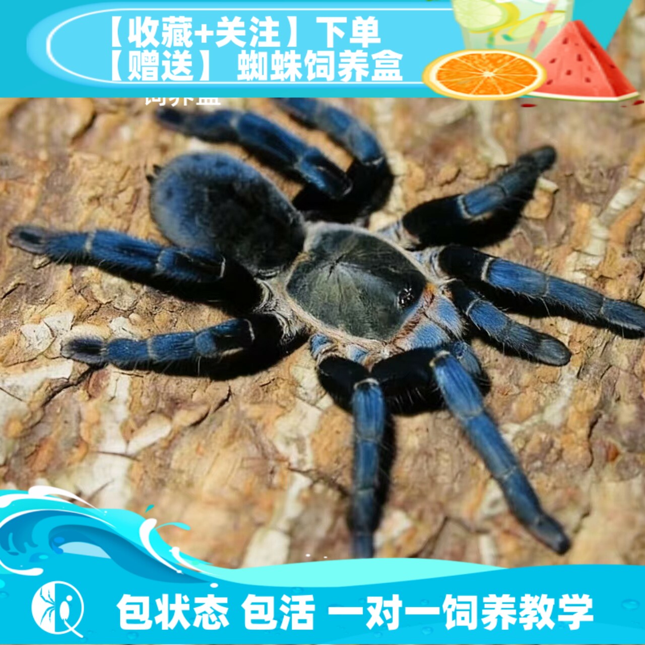 腿叔~哥伦比亚梦幻蓝镭射Xenesthis sp blue：蜘蛛界的颜值天花板！养它