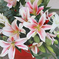 15 розовых лилий + свежий консервант