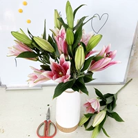 15 Robin Lilies + Fresh Ceservative