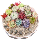 鼎晟 Парниковая база прямая увлажняющая горшка с горшками, посаженным зеленым цветочным горшками, горшка, ясные специальные специальные предложения